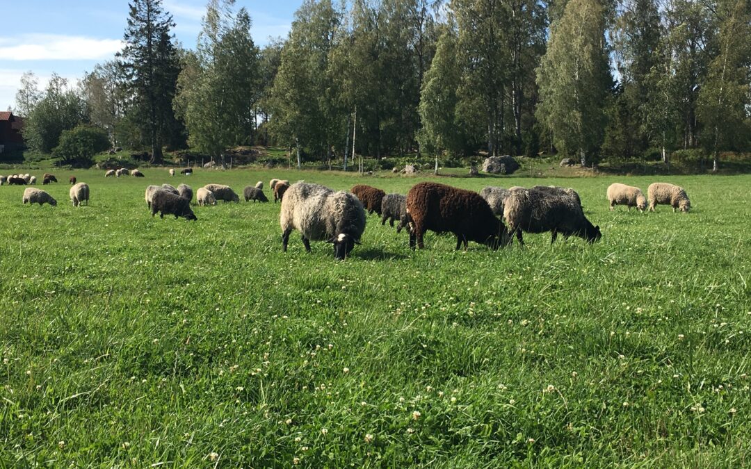 Sjökärrets ekogård