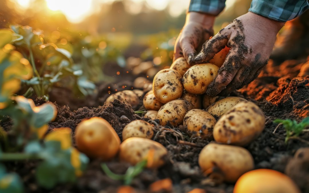 Upplands potatis