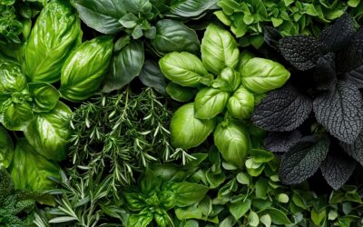 Deli Plant