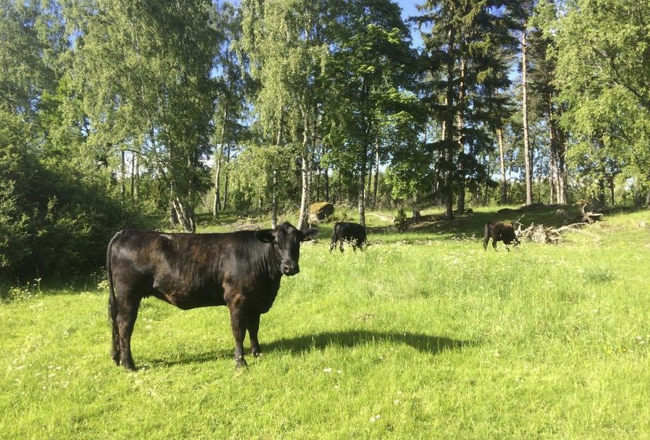Alsike gård och ekokött